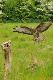 DSC_6927a Europese Buizerd aanvliegen op de paal