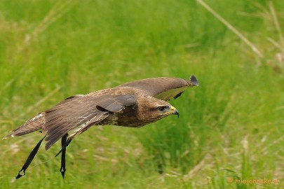DSC_6953a Europese Buizerd in de vlucht.