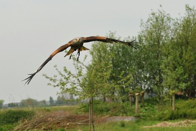 DSC_7255a Rode wauw in de vlucht