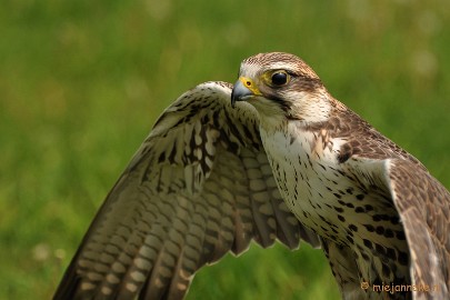 DSC_7478a Sakkervalk