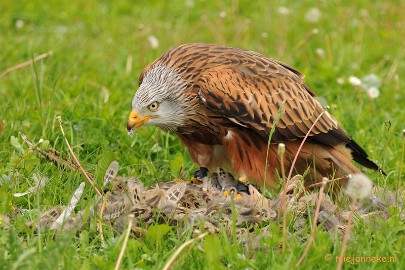 DSC_7814 Rode Wauw met prooi