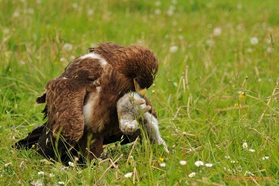 DSC_7824a Steppenarend met prooi
