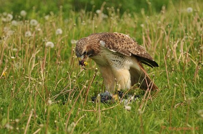 DSC_7924 Roodstaartbuizerd met prooi