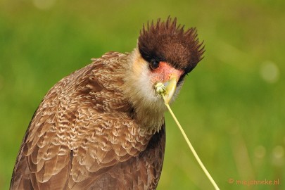 DSC_8022a Kuifcaracara