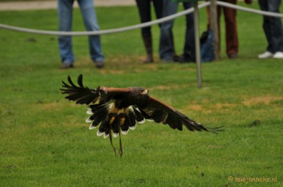 DSC_4197 Roofvogelshow Arcen