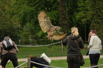 DSC_4243 Roofvogelshow Arcen