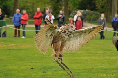 DSC_4278 Roofvogelshow Arcen