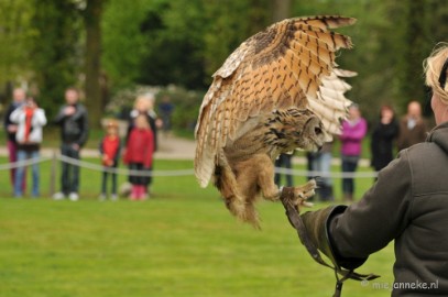 DSC_4280 Roofvogelshow Arcen