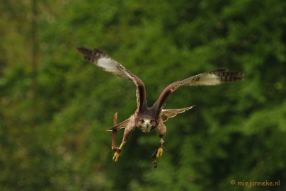 DSC_4346a Roofvogelshow Arcen
