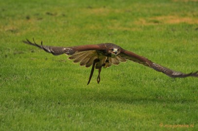 DSC_4352 Roofvogelshow Arcen