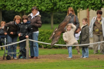 DSC_4394 Roofvogelshow Arcen