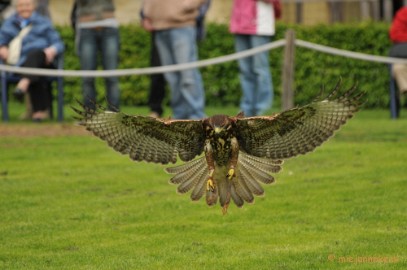 DSC_4399 Roofvogelshow Arcen