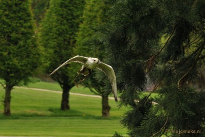 DSC_4421 Roofvogelshow Arcen
