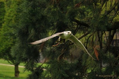 DSC_4422 Roofvogelshow Arcen