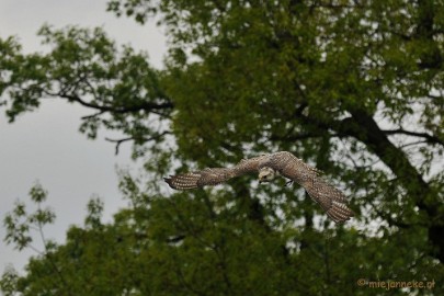 DSC_4443 Roofvogelshow Arcen