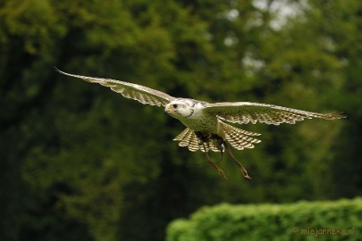 DSC_4445 Roofvogelshow Arcen