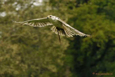 DSC_4446 Roofvogelshow Arcen