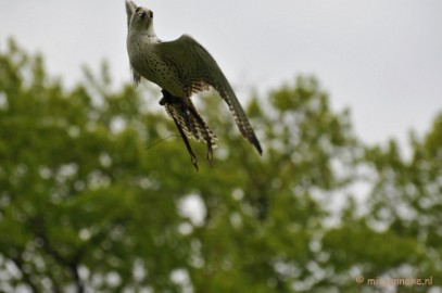 DSC_4449 Roofvogelshow Arcen