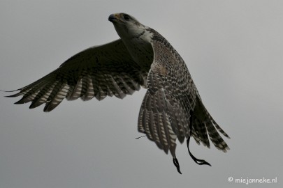 DSC_4451 Roofvogelshow Arcen