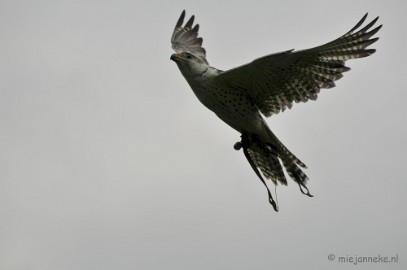 DSC_4452 Roofvogelshow Arcen