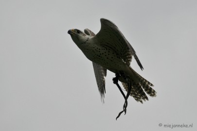 DSC_4454 Roofvogelshow Arcen