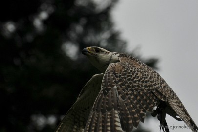 DSC_4455 Roofvogelshow Arcen