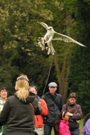 DSC_4491a Roofvogelshow Arcen