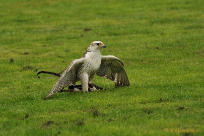 DSC_4498 Roofvogelshow Arcen