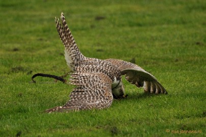 DSC_4508 Roofvogelshow Arcen