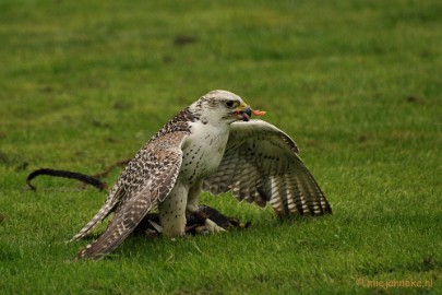 DSC_4510 Roofvogelshow Arcen