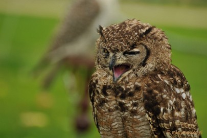 DSC_4552 Roofvogelshow Arcen