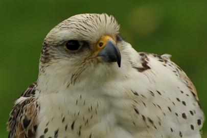 DSC_4570 Roofvogelshow Arcen