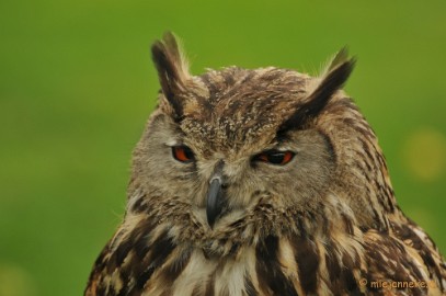 DSC_4578 Roofvogelshow Arcen