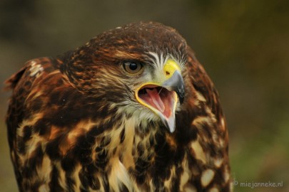 DSC_4610 Roofvogelshow Arcen