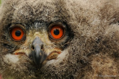 DSC_4615 Roofvogelshow Arcen