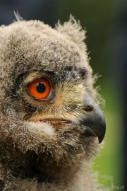 DSC_4619 Roofvogelshow Arcen