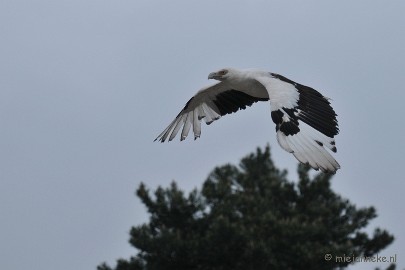 DSC_5103 Palmgier