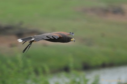 DSC_5121 Woestijnbuizerd
