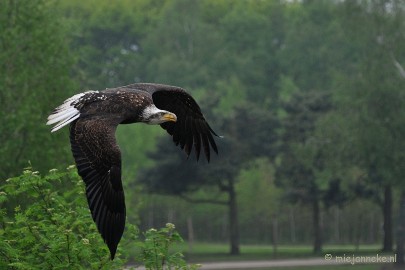 DSC_5235a Jonge zeearend