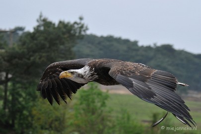 DSC_5258 Jonge zeearend