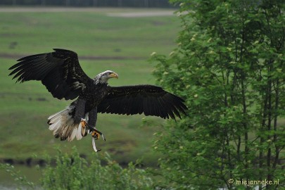 DSC_5283 Jonge zeearend