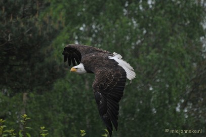 DSC_5292 Zeearend