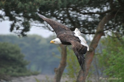 DSC_5294 Zeearend