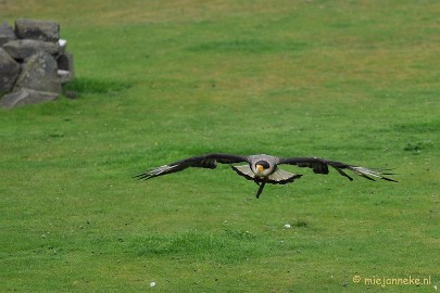 DSC_5430 Kuifcaracara