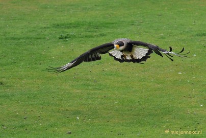 DSC_5436 Kuifcaracara