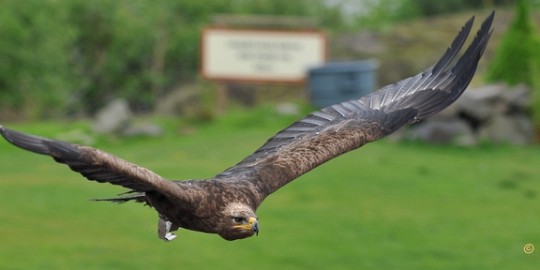 DSC_5761 Buizerd