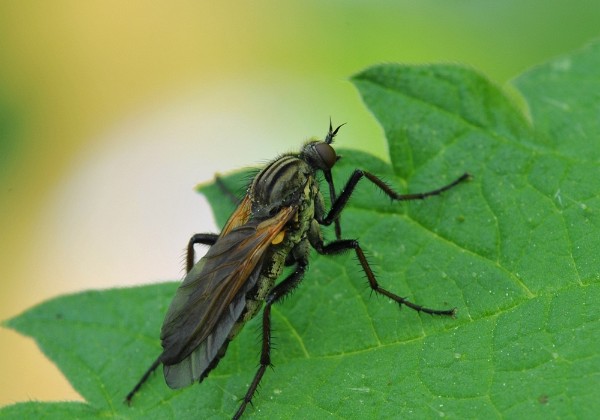 Natuurtuin Mei 20