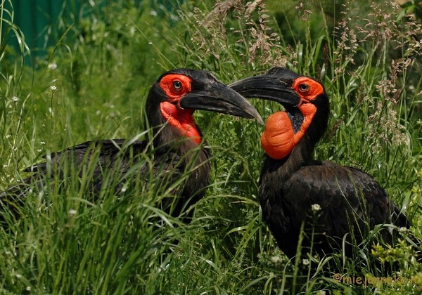 Olmense Zoo Mei