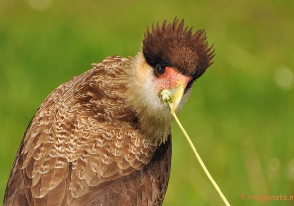 Roofvogelshoot Axel Zeeland Mei