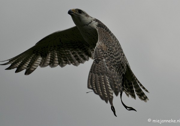 Roofvogelshow Arcen Mei